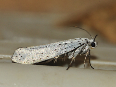 Rønnespindemøl (Yponomeuta padella)