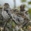  Gråspurv (Passer domesticus)