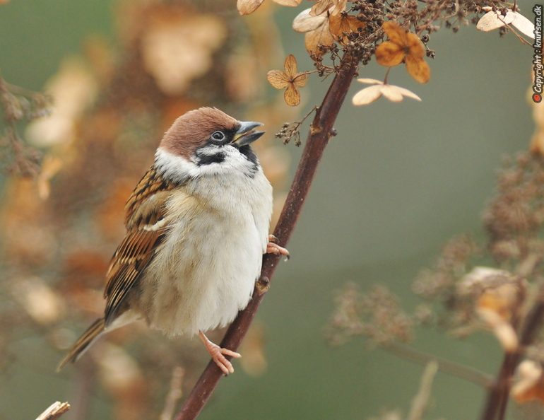 DSC_2905 Skovspurv (Passer montanus).jpg