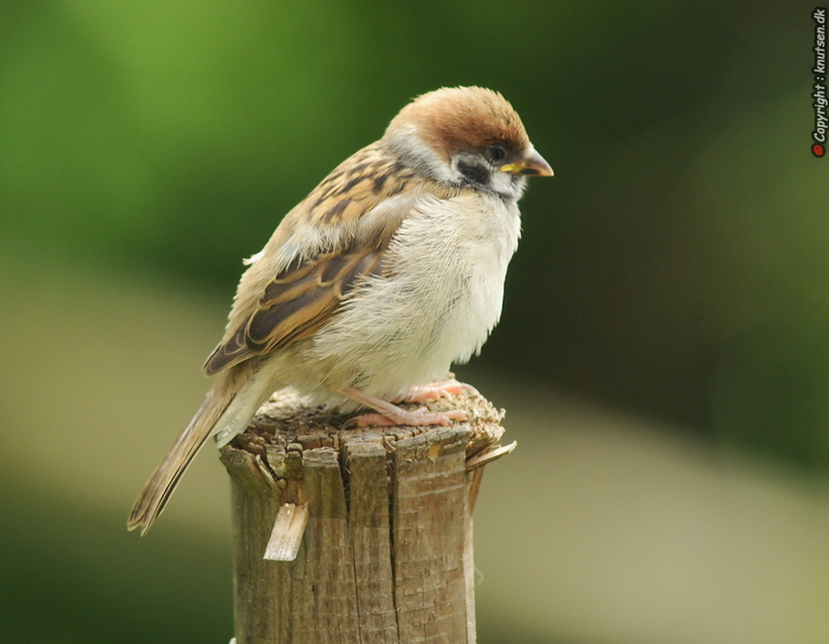 DSC_2917 Skovspurv (Passer montanus).jpg
