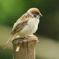Skovspurv (Passer montanus)