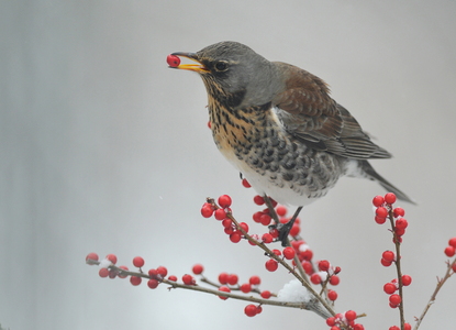 Sjagger (Turdus pilaris) 