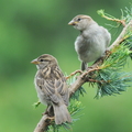  Gråspurv (Passer domesticus)