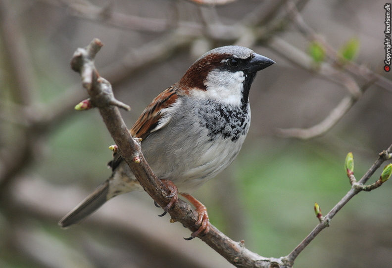 DSC_5294 Gråspurv (Passer domesticus).jpg