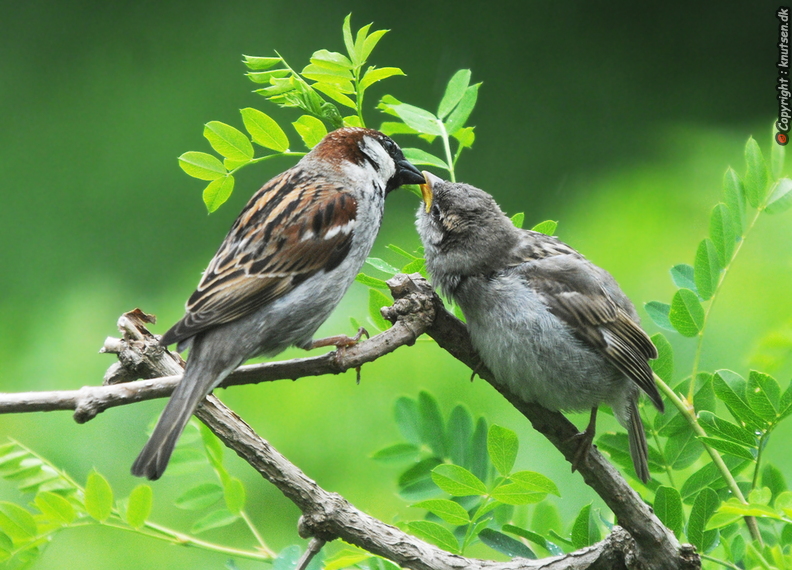 DSC_8572 Gråspurv (Passer domesticus).jpg