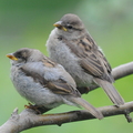 Gråspurv (Passer domesticus)