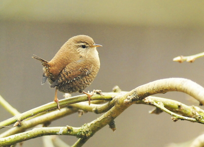 Gærdesmutte (Troglodytes troglodytes)