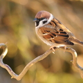 Skovspurv (Passer montanus)
