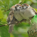 Skovspurv (Passer montanus)