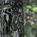 Tretået Spætte (Picoides tridactylus)