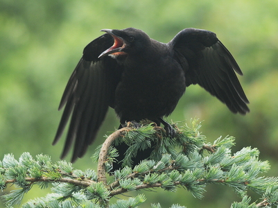 Råge (Corvus frugilegus)