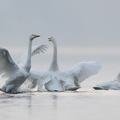 Sangsvane (Cygnus cygnus)