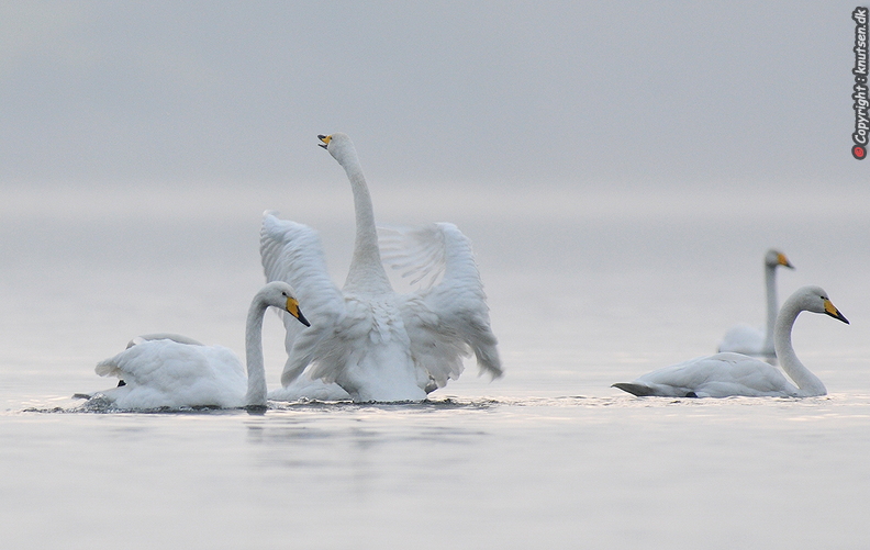 DSC_4606.jpg