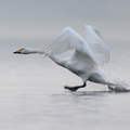 Sangsvane (Cygnus cygnus)