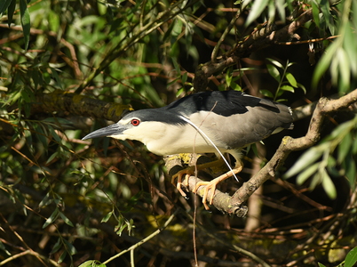 Nathejre (Nycticorax nycticorax)