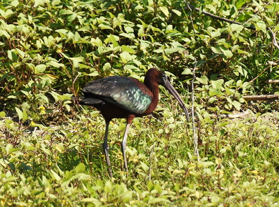 Sort Ibis (Plegadis falcinellus)
