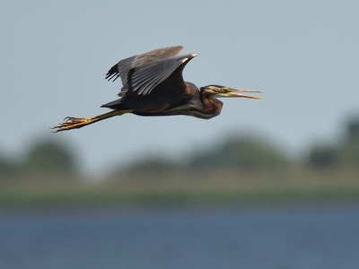  Purpurhejre (Ardea purpurea)