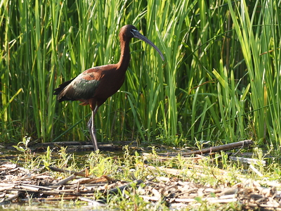 Sort Ibis (Plegadis falcinellus)