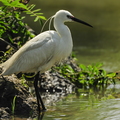 Silkehejre (Egretta garzetta)