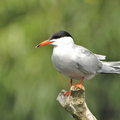 Fjordterne (Sterna hirundo)
