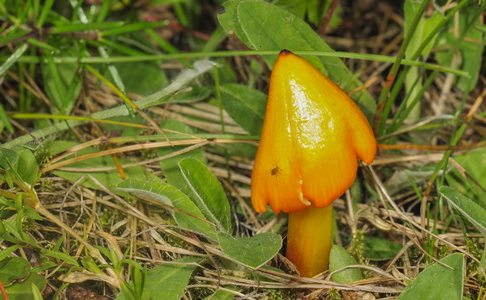 Kegle-Vokshat (Hygrocybe conica var. conica)