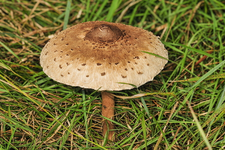 Stor Kæmpeparasolhat (Macrolepiota procera)