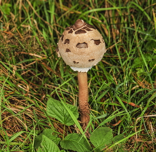 Stor Kæmpeparasolhat (Macrolepiota procera)