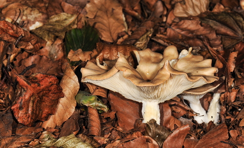 Tåge-Tragthat (Clitocybe nebularis)