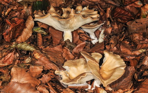 Tåge-Tragthat (Clitocybe nebularis)