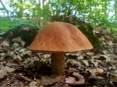 Rustrød Skælrørhat (Leccinum quercinum)