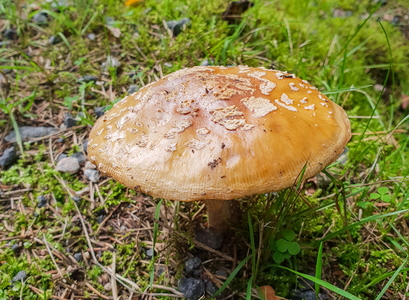 Brun Fluesvamp ( Amanita regalis)