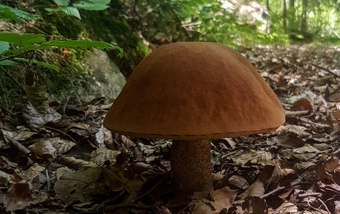 Rustrød Skælrørhat (Leccinum quercinum)