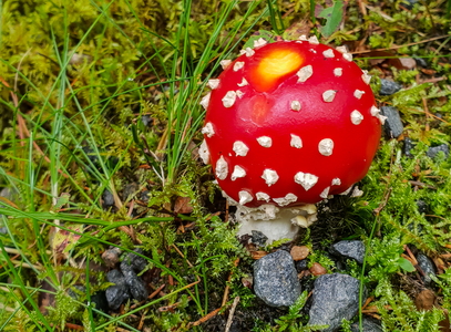 Rød Fluesvamp (Amanita muscaria)