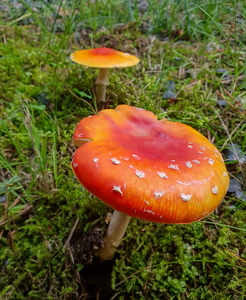 Rød Fluesvamp (Amanita muscaria)