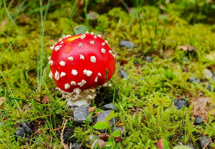 Rød Fluesvamp (Amanita muscaria)