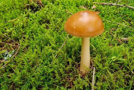 Brun Kam-Fluesvamp (Amanita fulva)