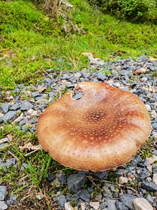 Rødmende Fluesvamp ( Amanita rubescens var.rubescens)