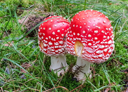 Rød Fluesvamp (Amanita muscaria)