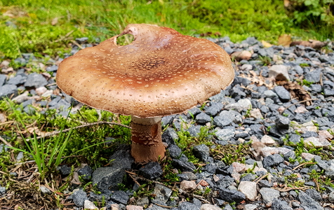 Rødmende Fluesvamp ( Amanita rubescens var.rubescens)