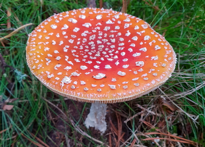 Rød Fluesvamp (Amanita muscaria)