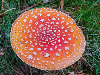 Rød Fluesvamp (Amanita muscaria)