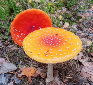 Rød Fluesvamp (Amanita muscaria)