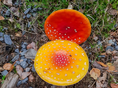 Rød Fluesvamp (Amanita muscaria)