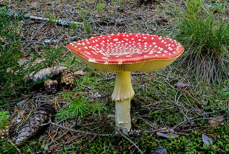 Rød Fluesvamp (Amanita muscaria)