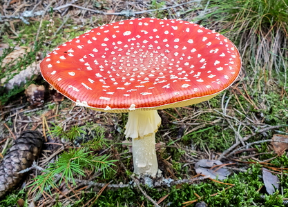 Rød Fluesvamp (Amanita muscaria)