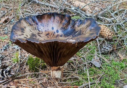 Manddraber-mælkehat (Lactarius necator)
