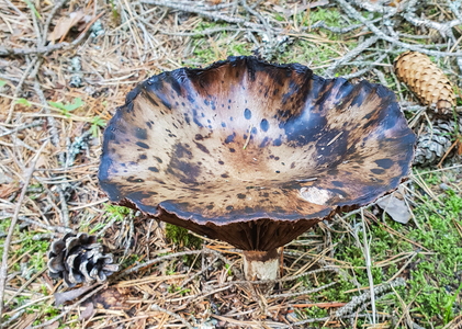 Manddraber-mælkehat (Lactarius necator)