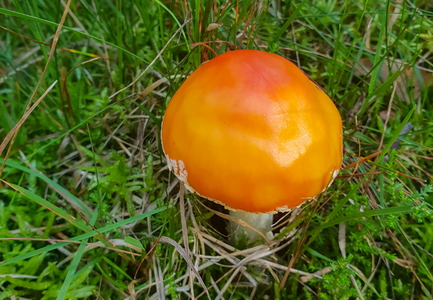 Rød Fluesvamp (Amanita muscaria)