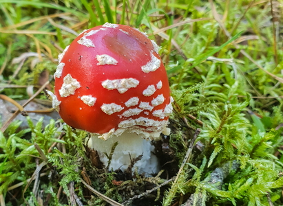 Rød Fluesvamp (Amanita muscaria)