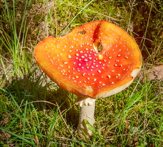 Rød Fluesvamp (Amanita muscaria)